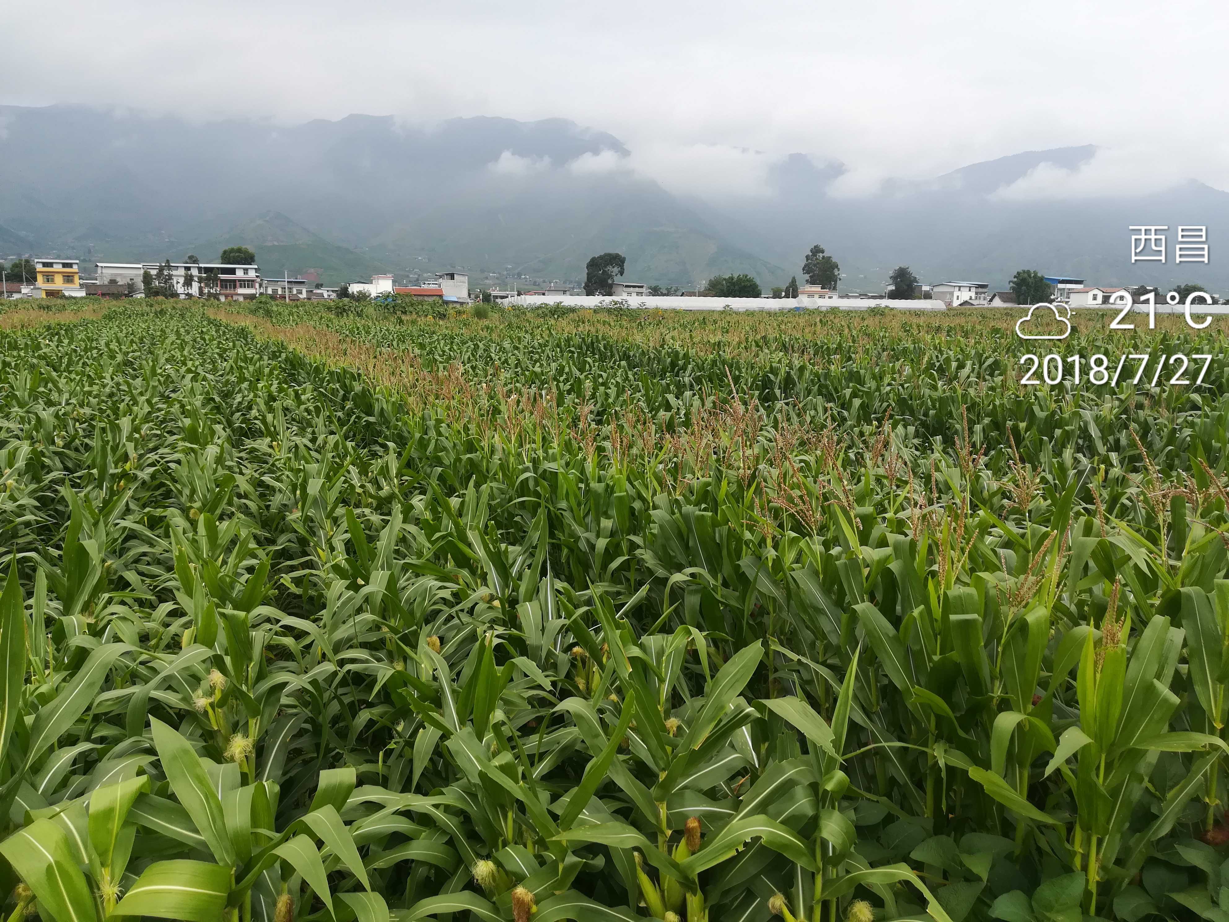 科研玉米田示范基地