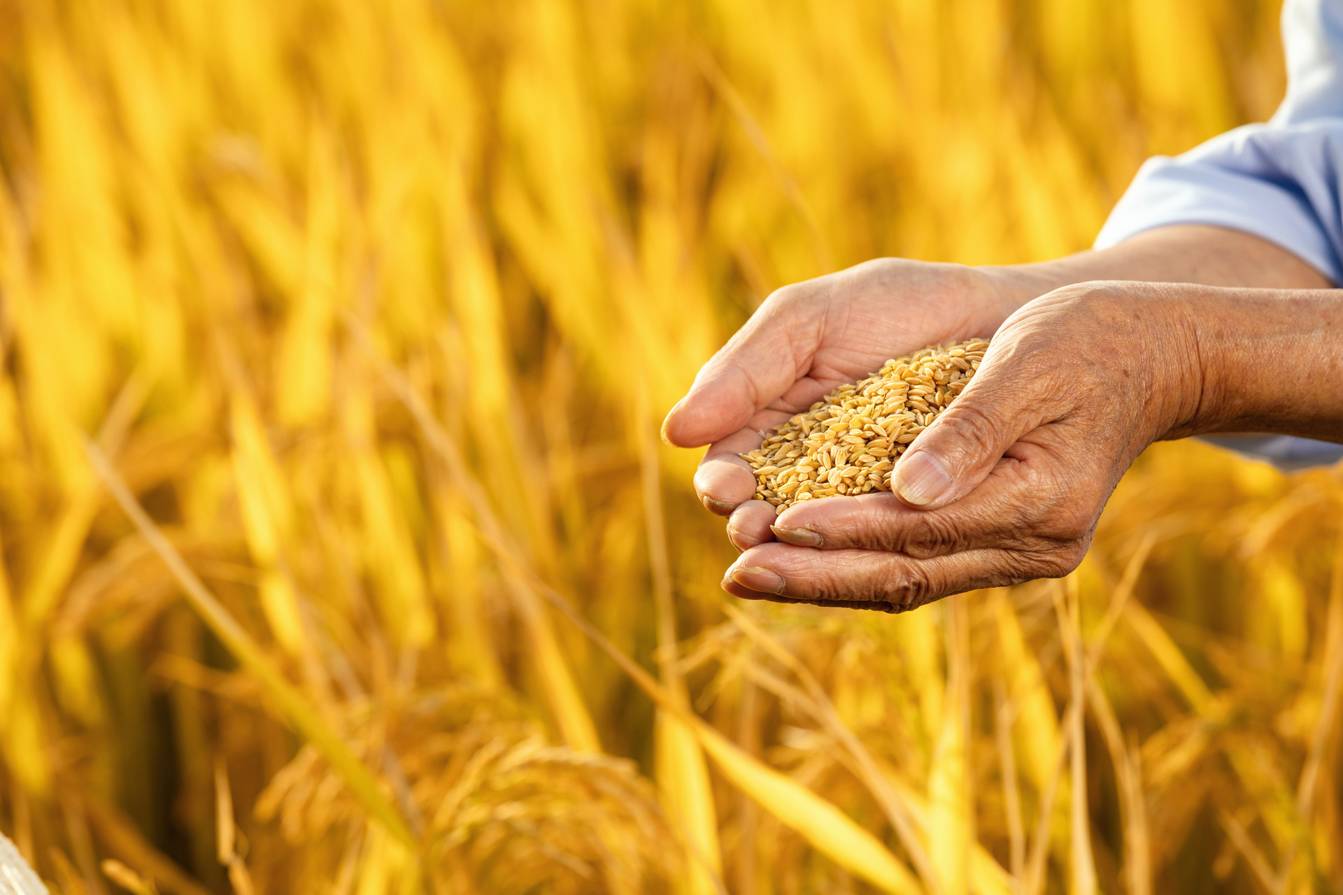 �a(ch��n)Ʒ����